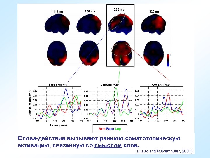 Слова-действия вызывают раннюю соматотопическую активацию, связанную со смыслом слов. (Hauk and Pulvermuller, 2004) 