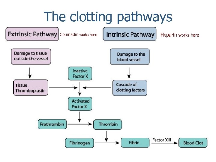 The clotting pathways Coumadin works here Heparin works here 