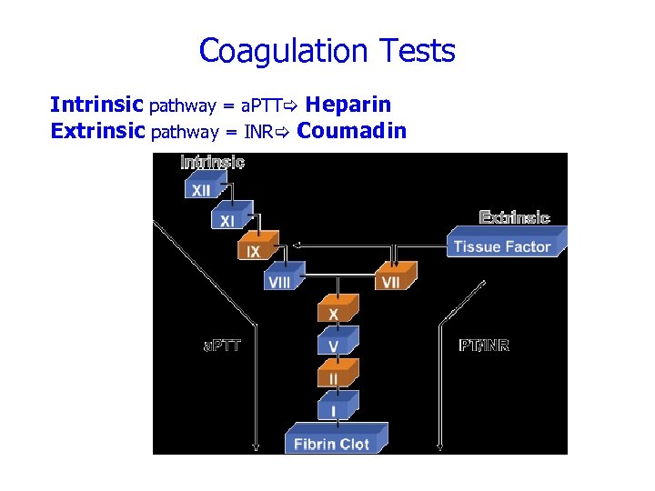 Coagulation Tests Intrinsic pathway = a. PTT Heparin Extrinsic pathway = INR Coumadin 