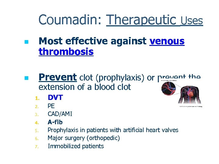 Coumadin: Therapeutic Uses n n Most effective against venous thrombosis Prevent clot (prophylaxis) or