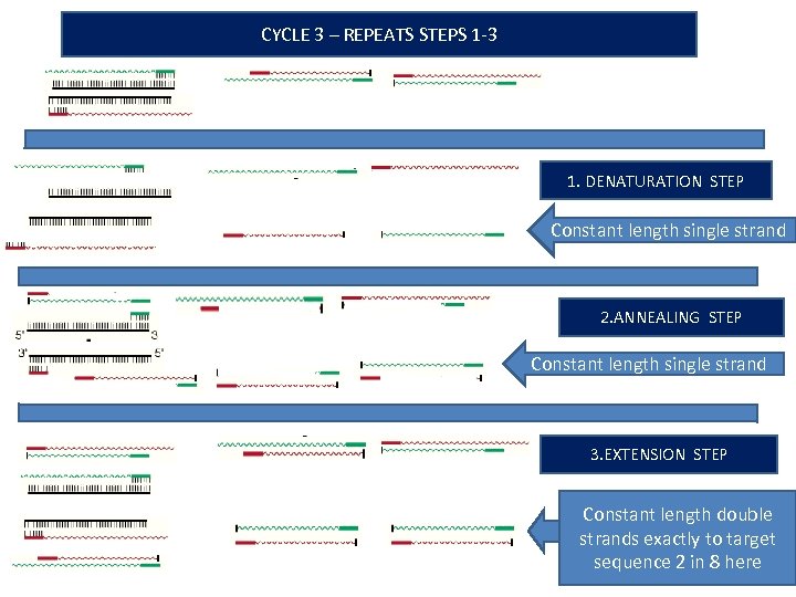 CYCLE 3 – REPEATS STEPS 1 -3 1. DENATURATION STEP Constant length single strand