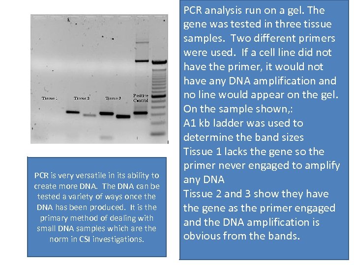 PCR is very versatile in its ability to create more DNA. The DNA can