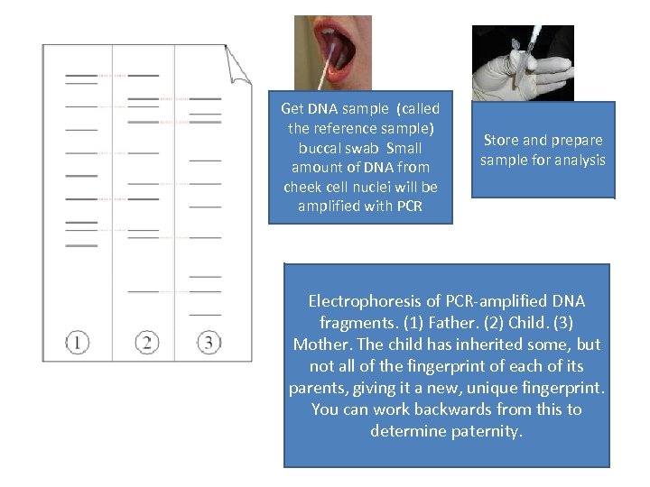 Get DNA sample (called the reference sample) buccal swab Small amount of DNA from