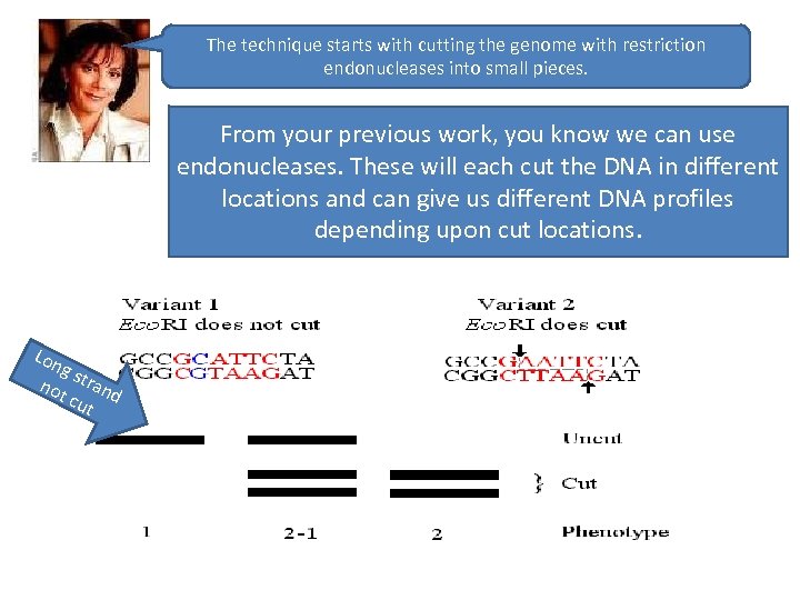 The technique starts with cutting the genome with restriction endonucleases into small pieces. From