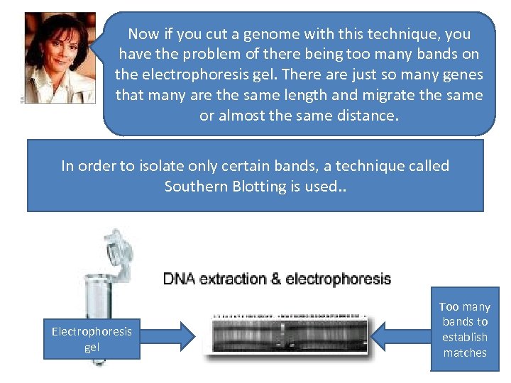 Now if you cut a genome with this technique, you have the problem of