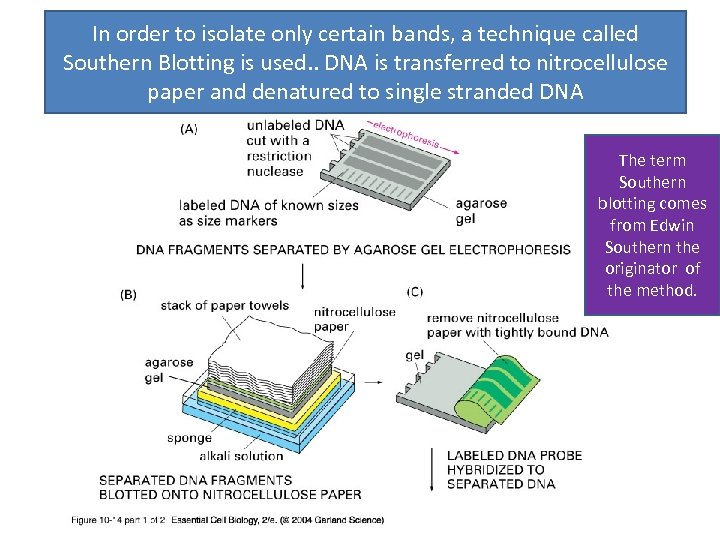 In order to isolate only certain bands, a technique called Southern Blotting is used.