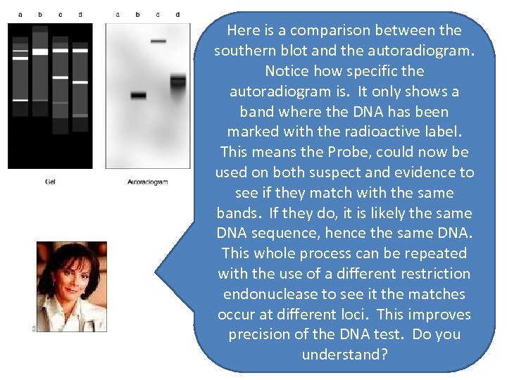 Here is a comparison between the southern blot and the autoradiogram. Notice how specific