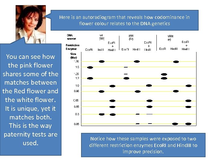 Here is an autoradiogram that reveals how codominance in flower colour relates to the
