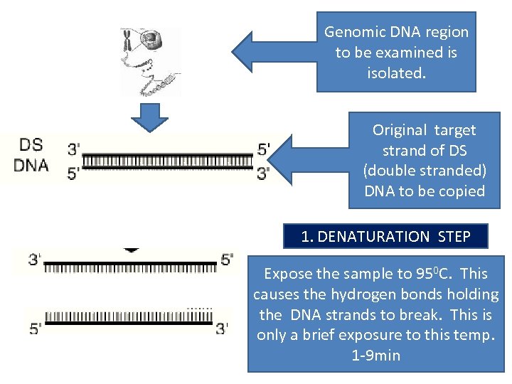 Genomic DNA region to be examined is isolated. Original target strand of DS (double