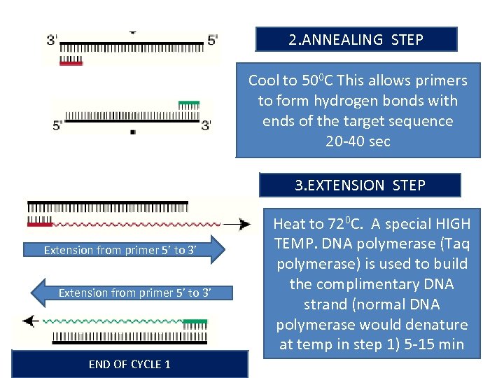 2. ANNEALING STEP Cool to 500 C This allows primers to form hydrogen bonds