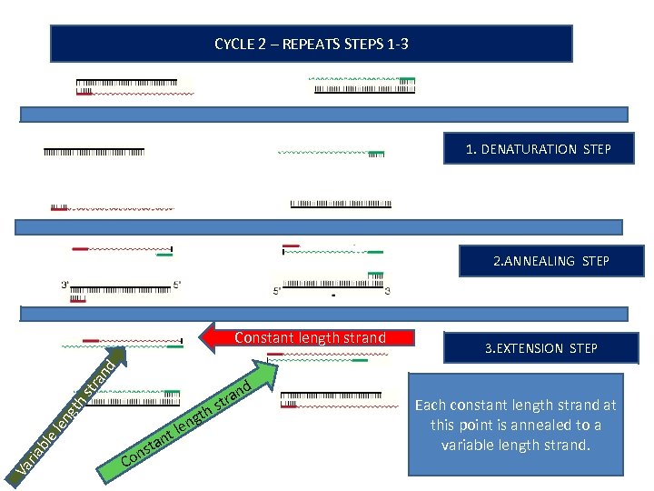 CYCLE 2 – REPEATS STEPS 1 -3 1. DENATURATION STEP 2. ANNEALING STEP nd