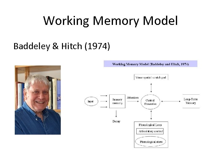 Working Memory Model Baddeley & Hitch (1974) 