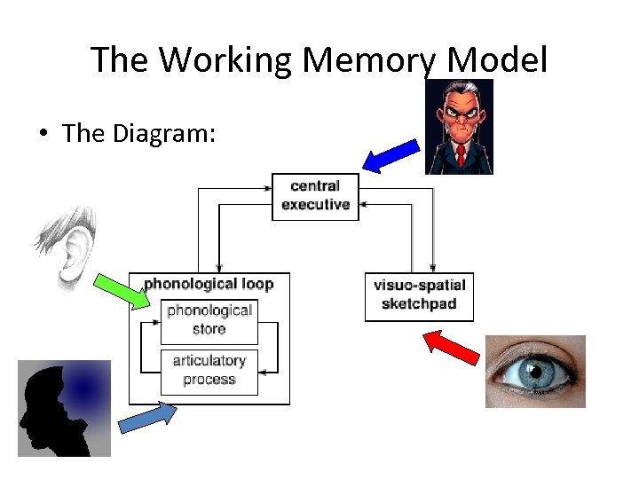 The Working Memory Model • The Diagram: 