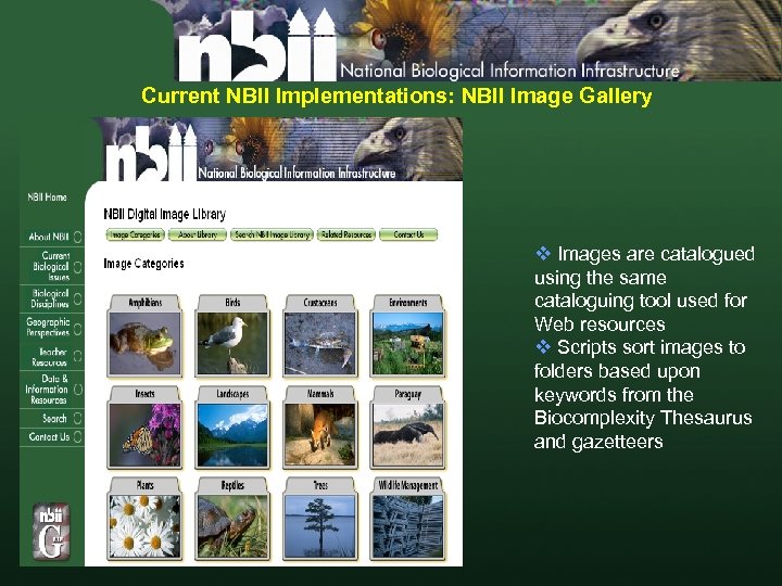 Current NBII Implementations: NBII Image Gallery v Images are catalogued using the same cataloguing