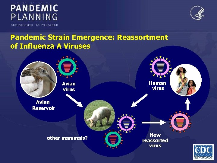 Pandemic Strain Emergence: Reassortment of Influenza A Viruses Avian virus Human virus Avian Reservoir