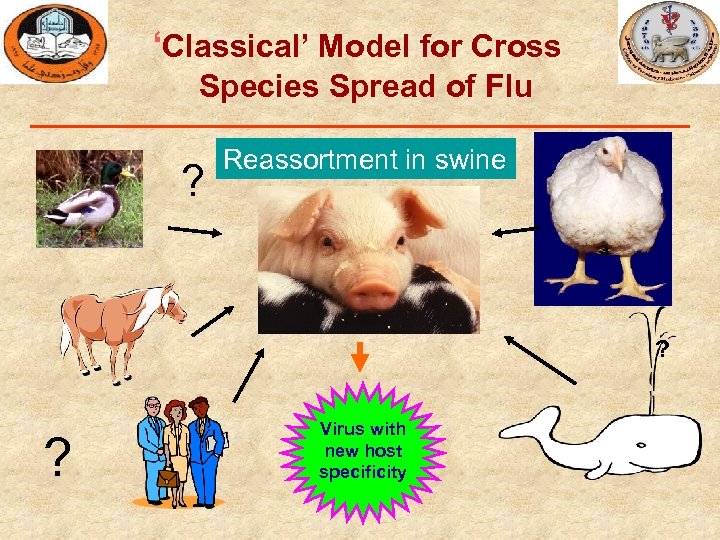 ‘Classical’ Model for Cross Species Spread of Flu ? Reassortment in swine ? ?