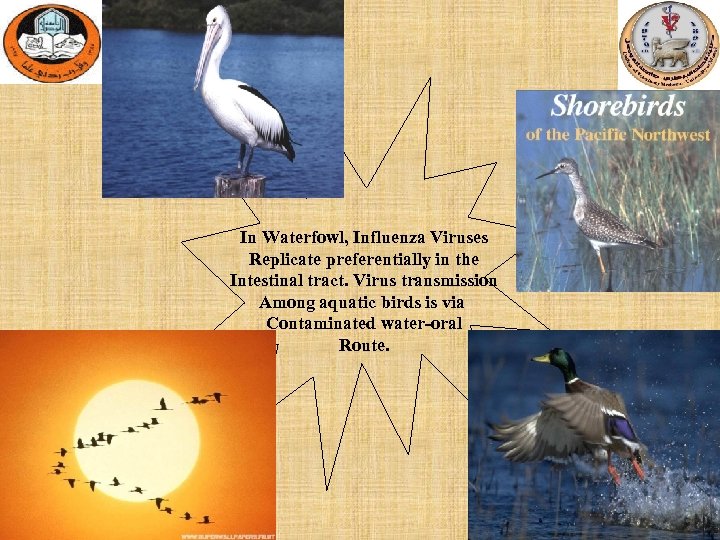 In Waterfowl, Influenza Viruses Replicate preferentially in the Intestinal tract. Virus transmission Among aquatic