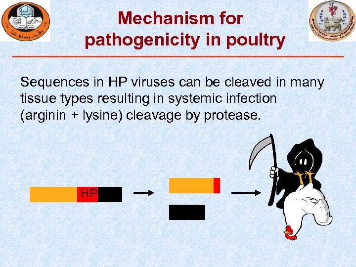 Mechanism for pathogenicity in poultry Sequences in HP viruses can be cleaved in many