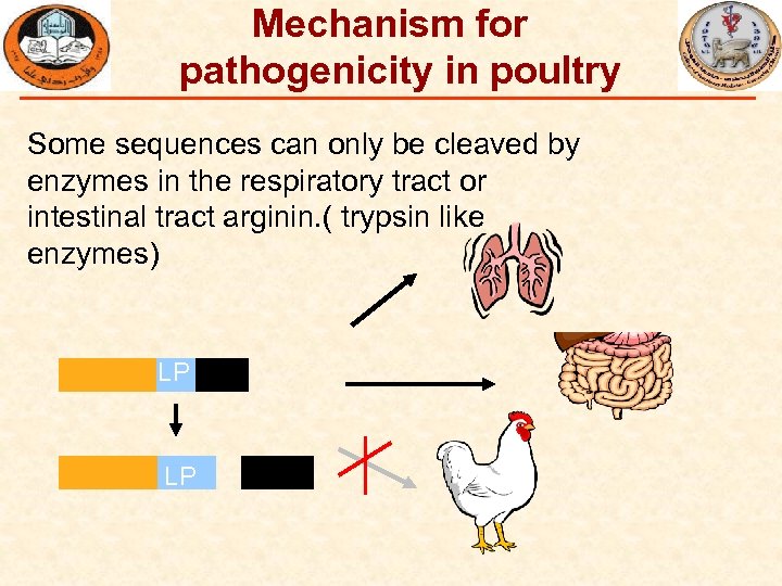 Mechanism for pathogenicity in poultry Some sequences can only be cleaved by enzymes in