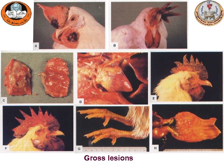 Gross lesions 