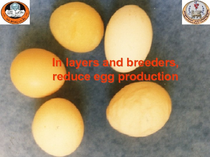 In layers and breeders, reduce egg production 