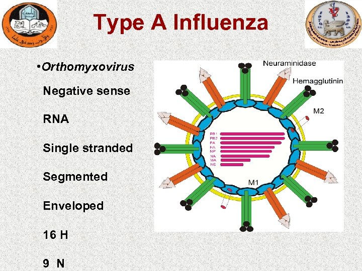 Type A Influenza • Orthomyxovirus Negative sense RNA Single stranded Segmented Enveloped 16 H