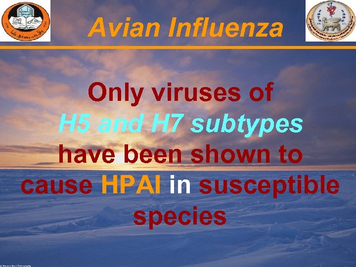 Avian Influenza Only viruses of H 5 and H 7 subtypes have been shown