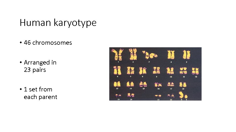 Human karyotype • 46 chromosomes • Arranged in 23 pairs • 1 set from