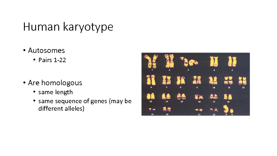 Human karyotype • Autosomes • Pairs 1 -22 • Are homologous • same length