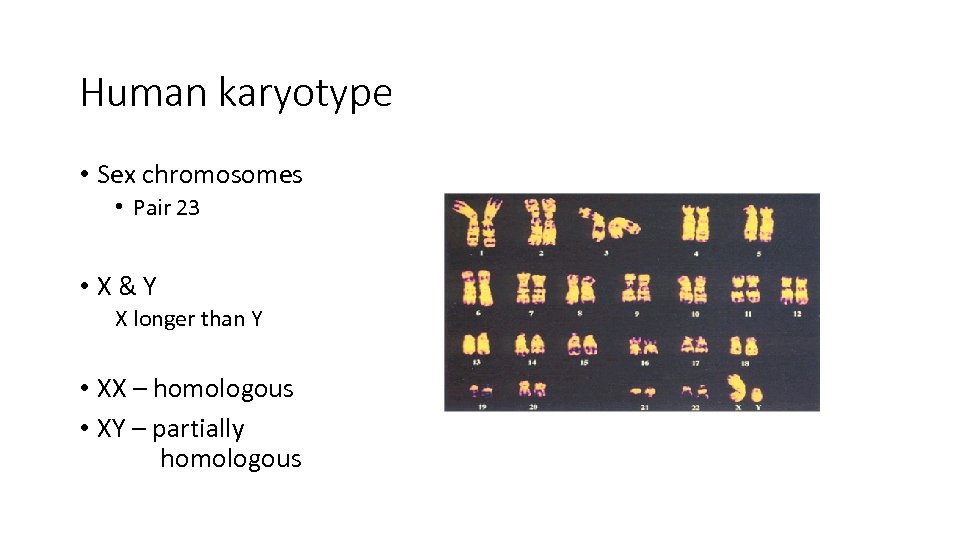 Human karyotype • Sex chromosomes • Pair 23 • X&Y X longer than Y