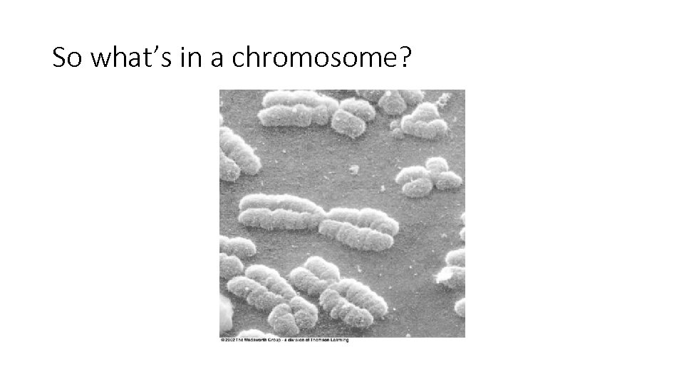 So what’s in a chromosome? 