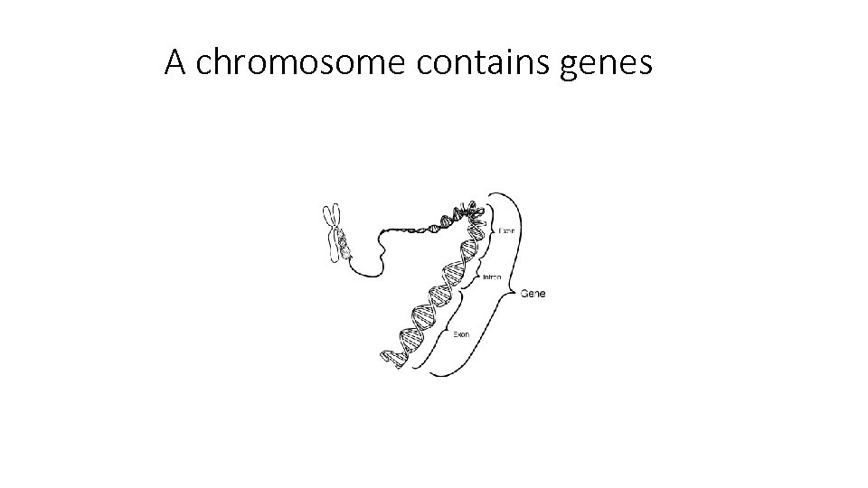 A chromosome contains genes 