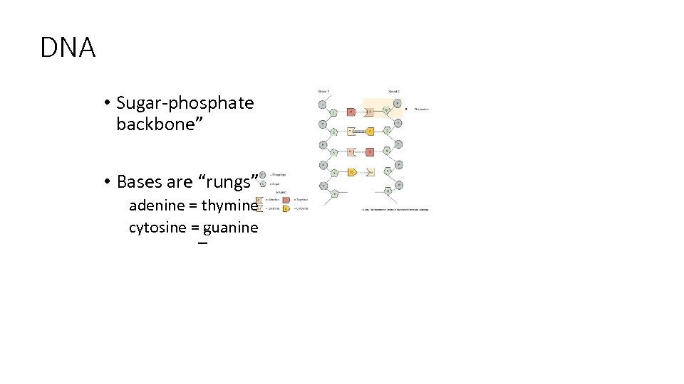 DNA • Sugar-phosphate backbone” • Bases are “rungs” adenine = thymine cytosine = guanine