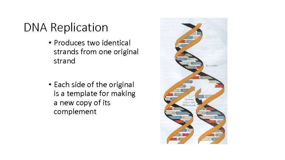 DNA Replication • Produces two identical strands from one original strand • Each side