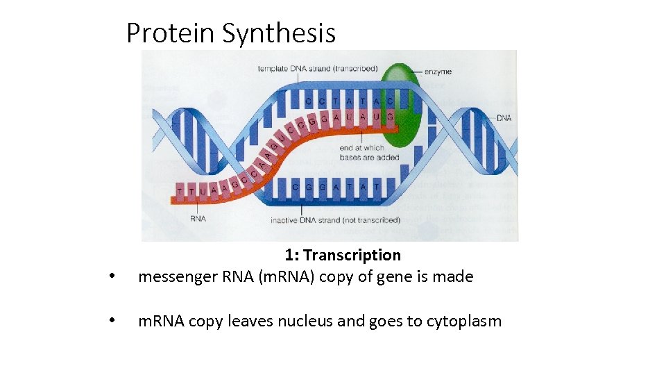 Protein Synthesis • 1: Transcription messenger RNA (m. RNA) copy of gene is made