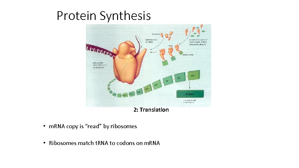 Protein Synthesis 2: Translation • m. RNA copy is “read” by ribosomes • Ribosomes