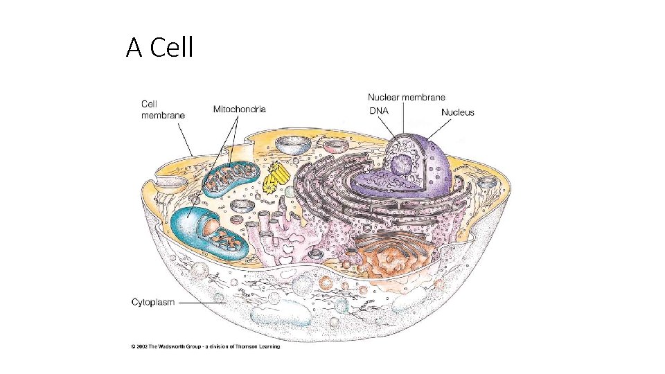 A Cell 