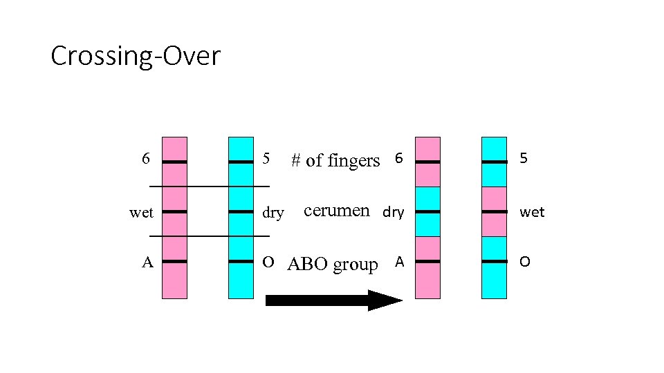 Crossing-Over 6 wet A 5 dry # of fingers 6 cerumen dry O ABO