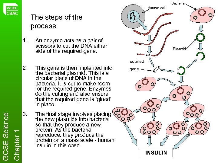 Bacteria Human cell The steps of the process: 1. An enzyme acts as a