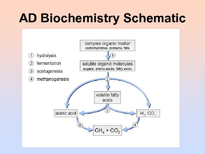 AD Biochemistry Schematic 