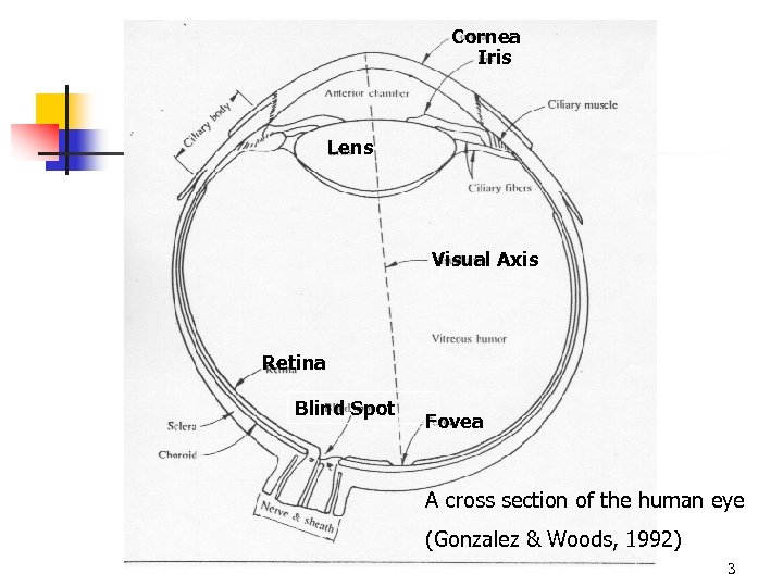 Cornea Iris Lens Visual Axis Retina Blind Spot Fovea A cross section of the