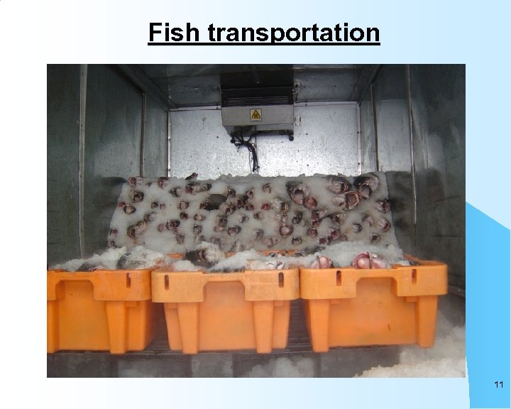 Fish transportation 11 