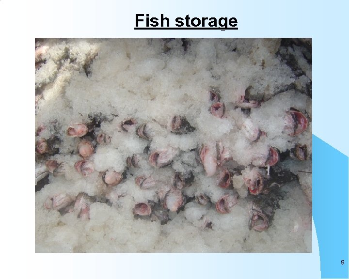 Fish storage 9 