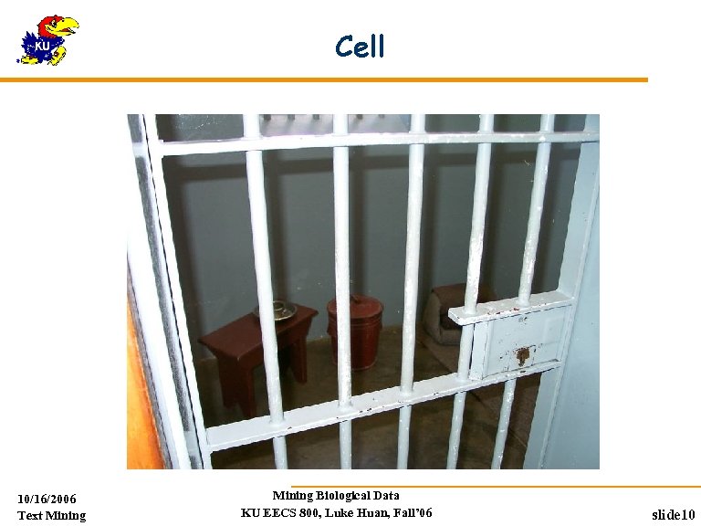 Cell 10/16/2006 Text Mining Biological Data KU EECS 800, Luke Huan, Fall’ 06 slide