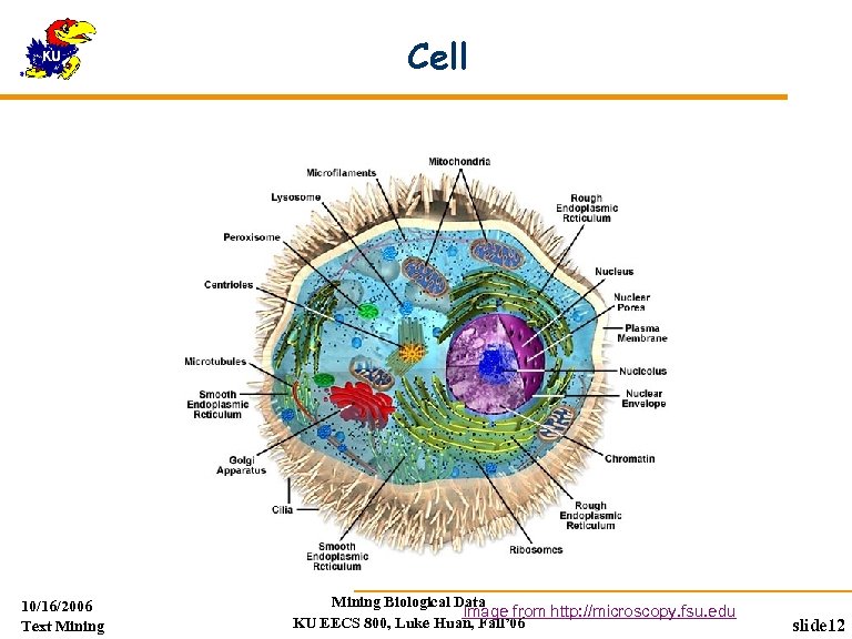 Cell 10/16/2006 Text Mining Biological Data Image from http: //microscopy. fsu. edu KU EECS