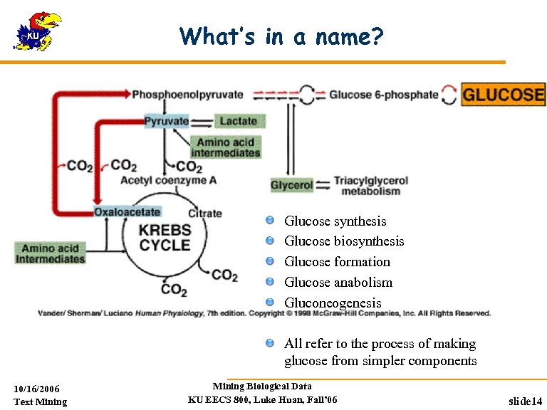 What’s in a name? Glucose synthesis Glucose biosynthesis Glucose formation Glucose anabolism Gluconeogenesis All