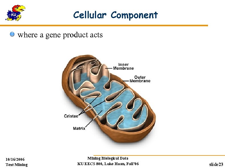 Cellular Component where a gene product acts 10/16/2006 Text Mining Biological Data KU EECS