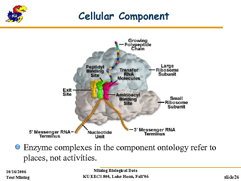 Cellular Component Enzyme complexes in the component ontology refer to places, not activities. 10/16/2006