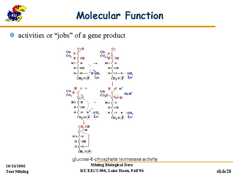 Molecular Function activities or “jobs” of a gene product glucose-6 -phosphate isomerase activity 10/16/2006