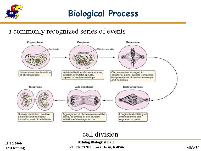 Biological Process a commonly recognized series of events cell division 10/16/2006 Text Mining Biological